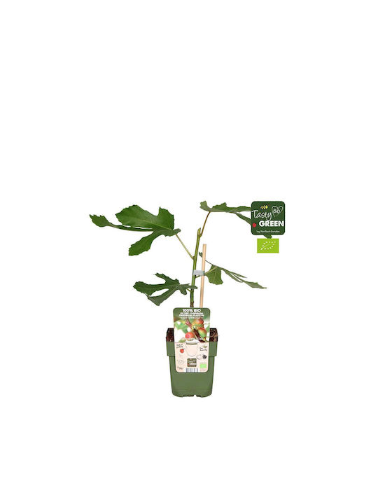 Ficus 'little Miss Figgy' 15cm
