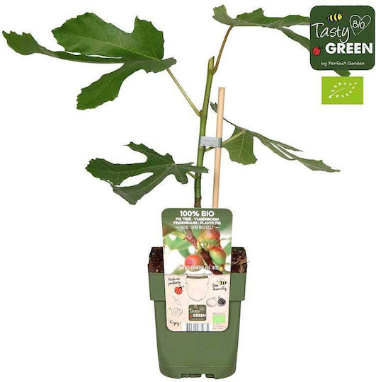 Ficus 'little Miss Figgy' 15cm