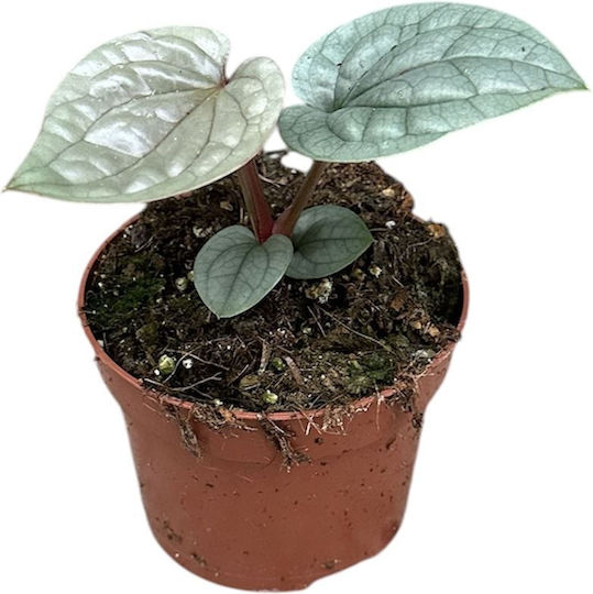 Anthurium Luxurians