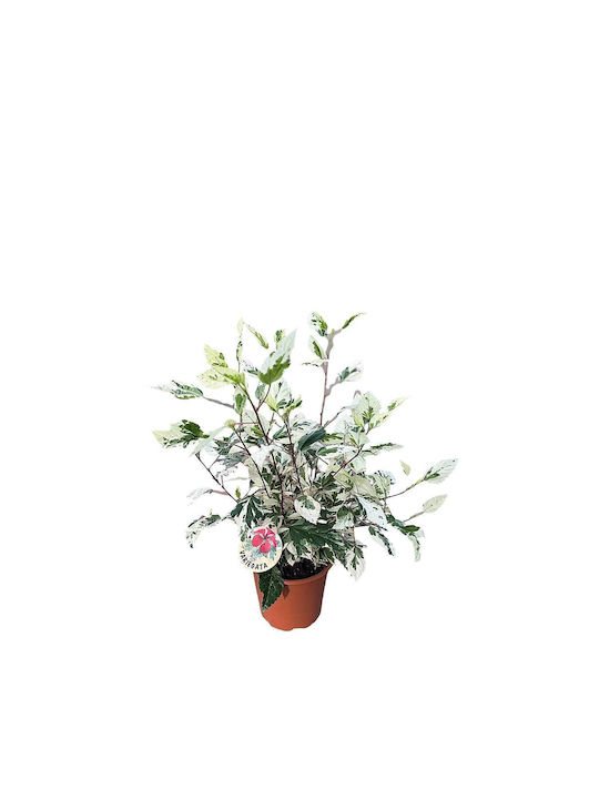 Hibiskus 'variegata' 19cm