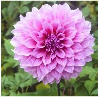 Holland Bulb Bulb Dahliaς Lavandă Lila