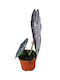Alocasia Longiloba Purple