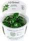 Tropica Anubias Barteri Nana 1-2-grow! Живо Аквариумно Растение