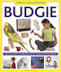How To Look After Your Budgie