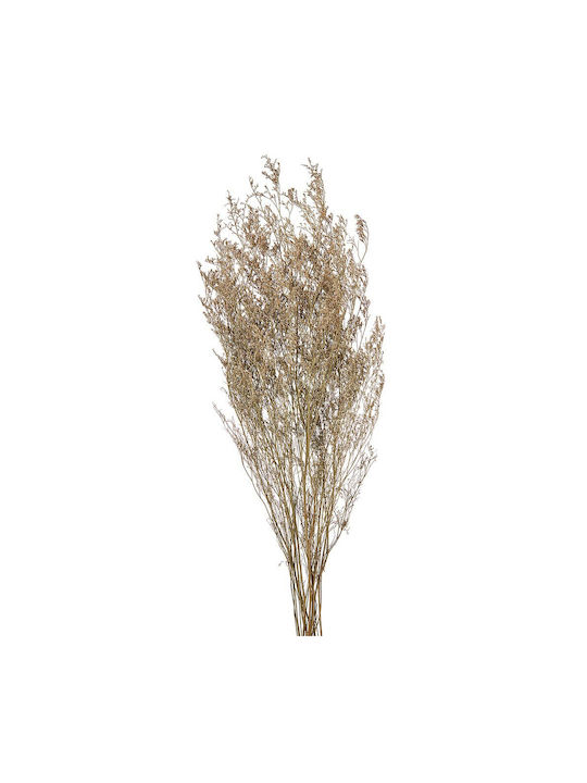 Dried Plant White 1pcs