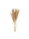 Dried Plant Grass 1pcs