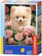 Castorland Pomeranian Puppy In Roses Puzzle 300 Pieces B-30552