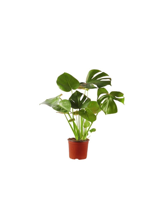 Monstera Deliciosa Small