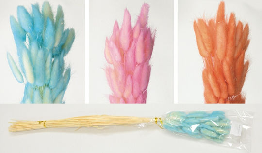 Getrocknete Pflanze Bunny Tails Hellblau 60cm Faitakis Pack