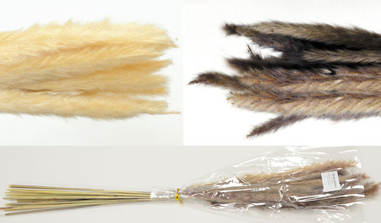 Αποξηραμένο Φυτό Pampas grass 70cm Faitakis Pack