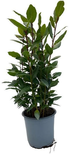 Laurus Nobilis Bay Laurel