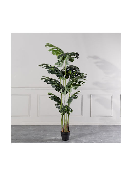 Μονστέρα Εξωτερικού Χώρου 210cm Supergreens