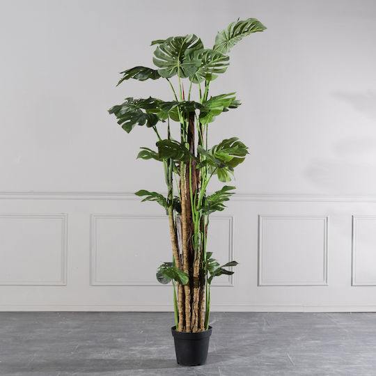 Μονστέρα Εξωτερικού Χώρου 195cm Supergreens