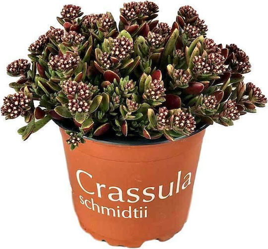 Crassula 'schmidtii' Weiß 12cm