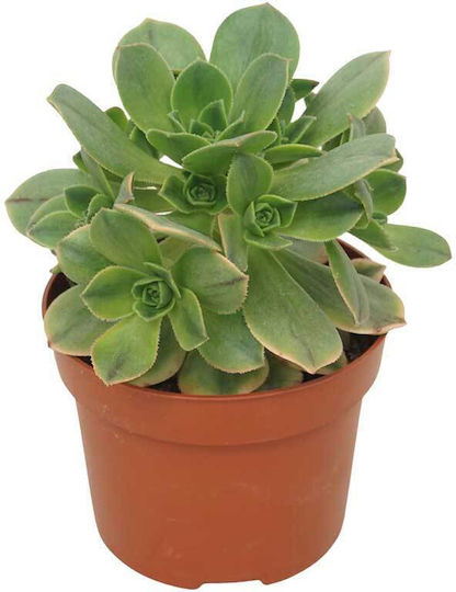 Aeonium ‘kiwi’ 12cm