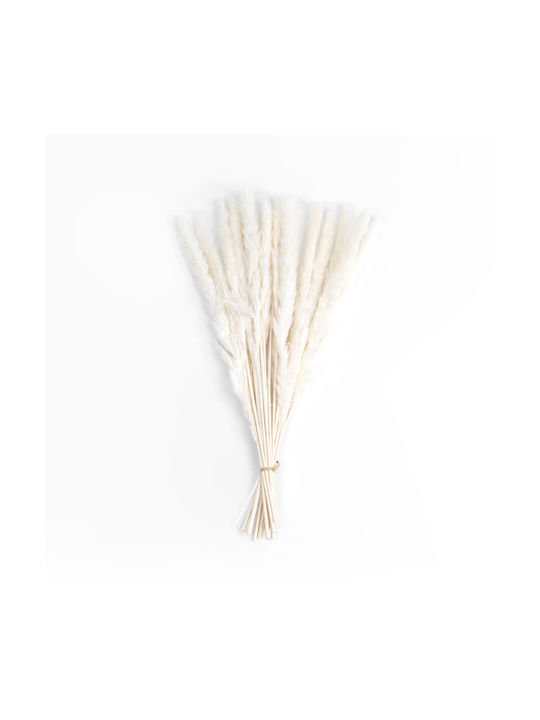 Dried Plant Pampas Grass Beige 50cm GloboStar
