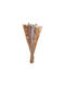Dried Plant Daisy Pink 55cm
