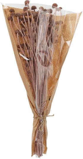 Getrocknete Pflanze Gänseblümchen Rosa 55cm