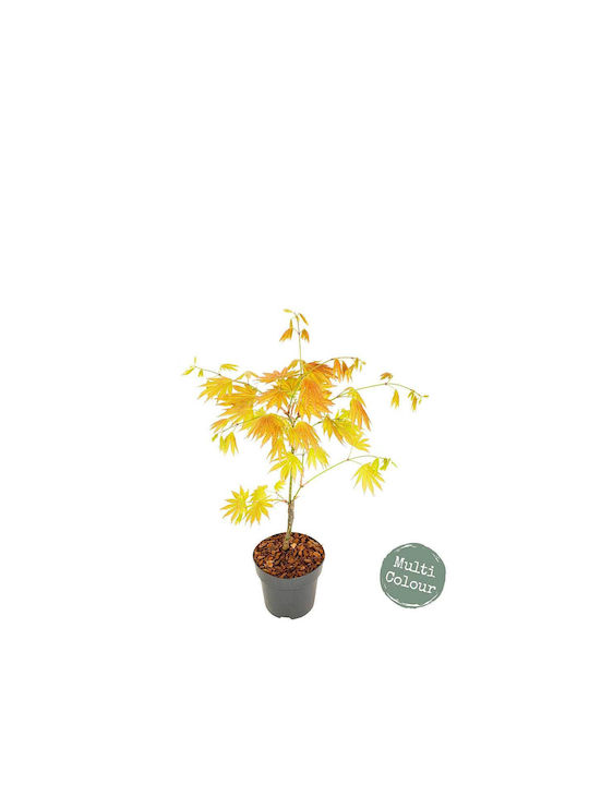 Acer 'moonrise' 13cm