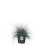 Festuca ´elijah Blue´ 17cm