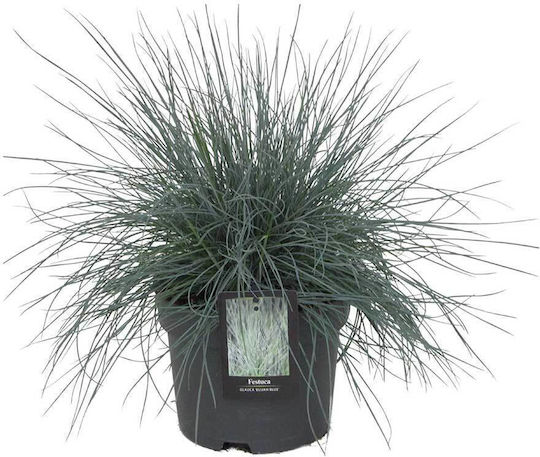 Festuca ´elijah Blue´ 17cm Festuca ´elijah Blue´ 17cm