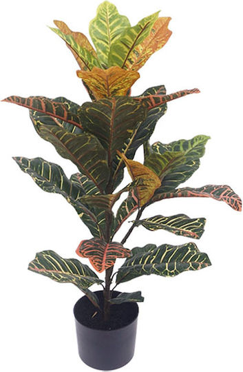 Ficus In Topfpflanze 75cm Marhome