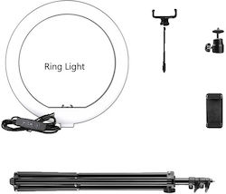 Ring Ring Light 25.4cm 6151009957995