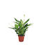 Peace Lily Indoor Height 35cm