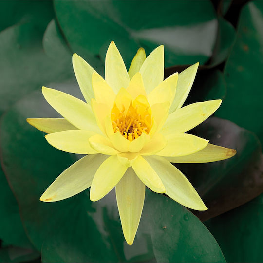 Plantă acvatică vie Nymphaea lotus