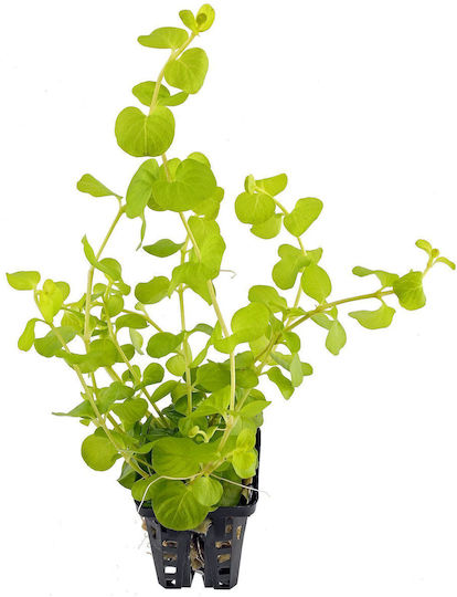 Lysimachia Nummularia Aurea Live Aquarium Plant
