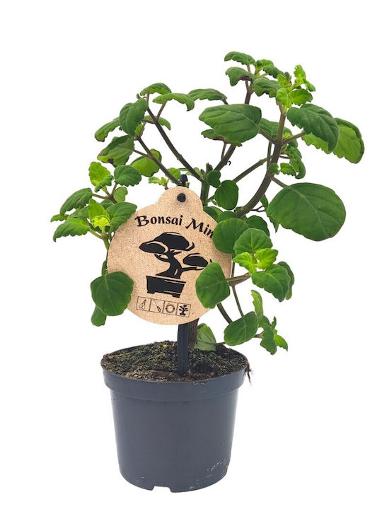 Bonsai-Minze "Plectranthus Ernstii" 12 cm