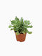 Crassula Arborescens Undulatifolia