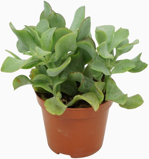 Crassula Arborescens Undulatifolia