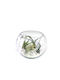 Σύνθεση Αερόφυτα Γυάλα Terrarium