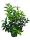 Viburnum Lucidum