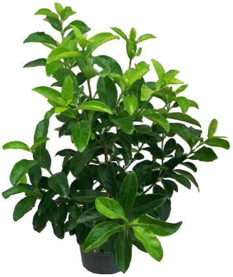 Viburnum Lucidum