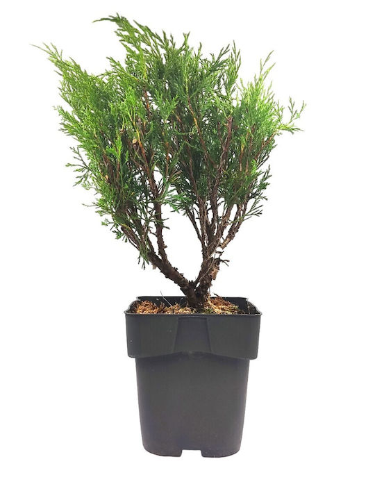 Bonsai Juniper Savin 5 Years Old