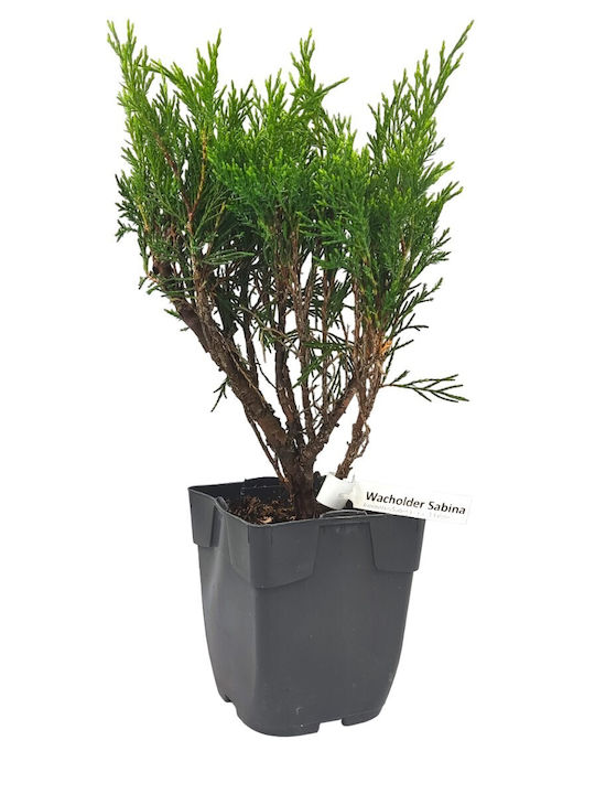 Bonsai Juniper Savin 3 Years Old