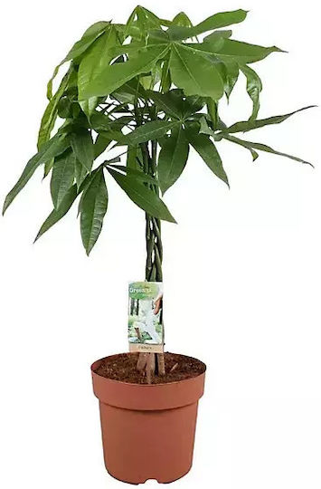 Pachira Aquatica