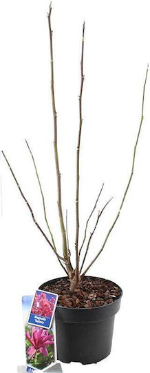 Magnolie 'Galaxy' 23cm Magnolie 'Galaxy' 23cm