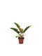 Philodendron 'ring Fire' 12cm