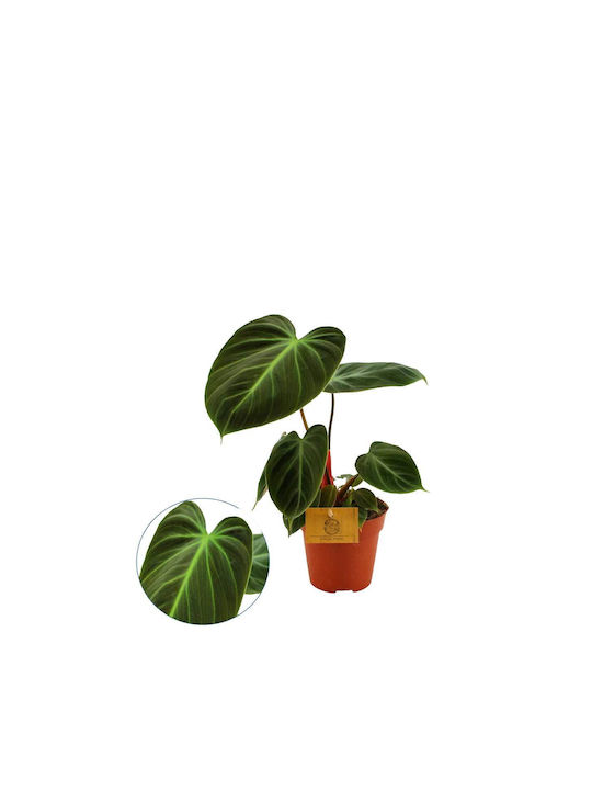 Philodendron 'Choco Red' 12cm