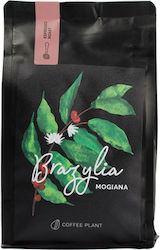 Coffee Plant Brazil Mogiana Espresso 250g Coffee Plant Brazil Mogiana Espresso 250g