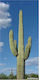 Cactus "Saguaro Giant" 30 Semințe