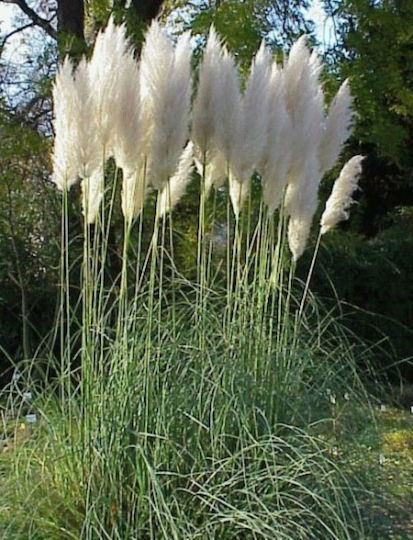 Iarbă Pampas Albă Cortaderia Selloana 0.5g Semințe