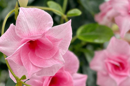 Mandevilla 'Double Blush Pink' 19cm