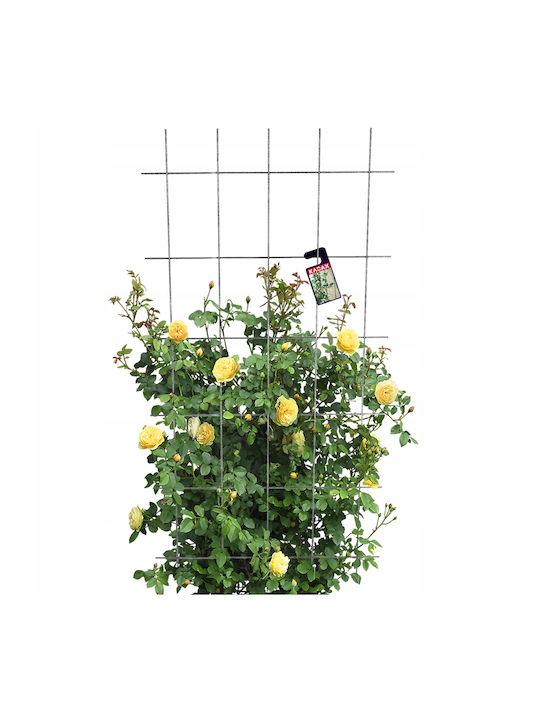 Trellis Black 150x75cm