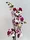Phalaenopsis Hot Ice Lip 2 Stems