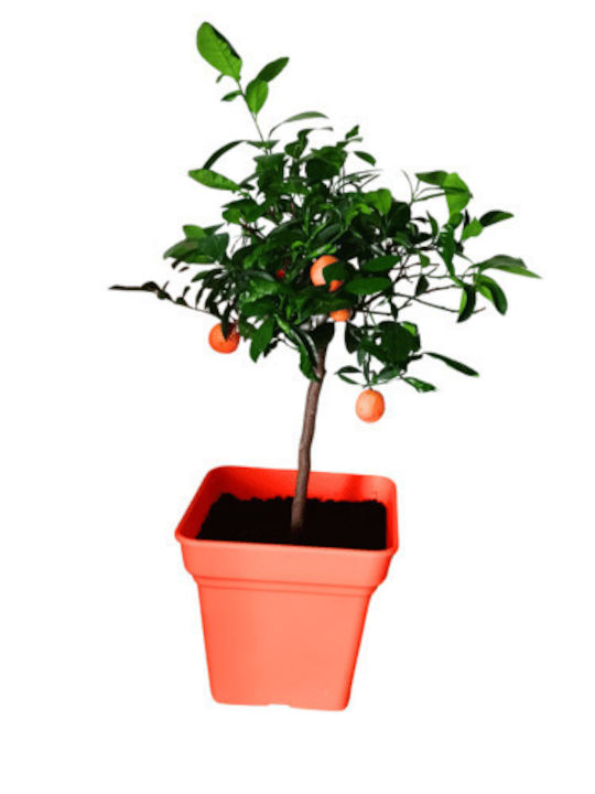 Calamondin Ornamental Orange Tree