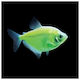 Glowfish Tetra Electric Green